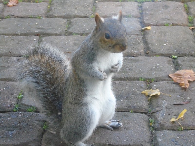 /photos/539/default-ab7394cb-2a74-93d5-1955-e895e5657492_i800x600.png